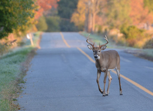 Four Tips for Safe Autumn Driving